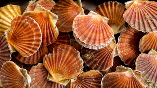 Scallops love 'disco' lights, scientists discover