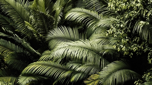Photo of some large green fronds of foliage